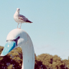 swanbird
