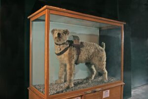 LSWR Collecting Dog 'Laddie'.
Science Museum Group Collection
© The Board of Trustees of the Science Museum