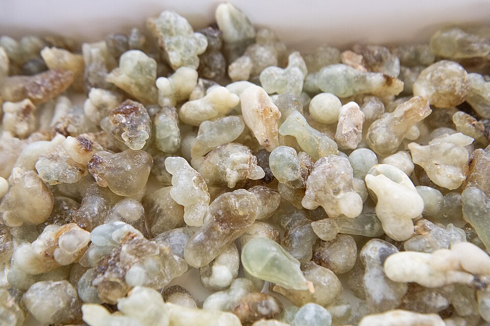 Frankincense is an aromatic resin harvested from the Boswellia tree, native to parts of the Middle East, Africa, and India – these samples came from Oman in 2023. 