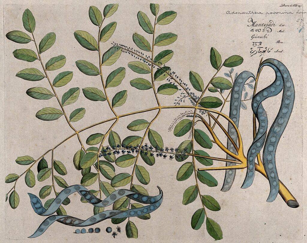 Drawing of a red sandalwood tree, 1686, Wellcome Collections
